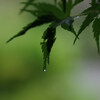雨止んでるから散歩2