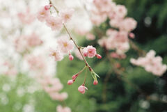 10年前に撮った桜1  (ﾌｨﾙﾑ）