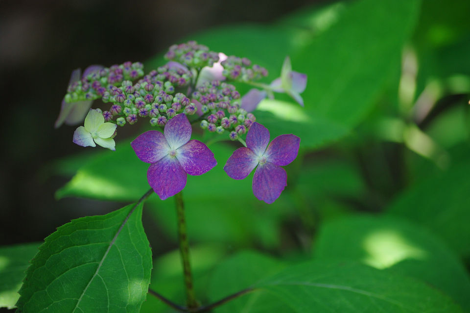 紫陽花