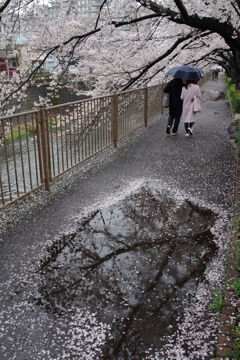 雨の恩田川散歩3