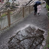 雨の恩田川散歩3
