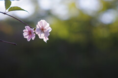 秋の桜