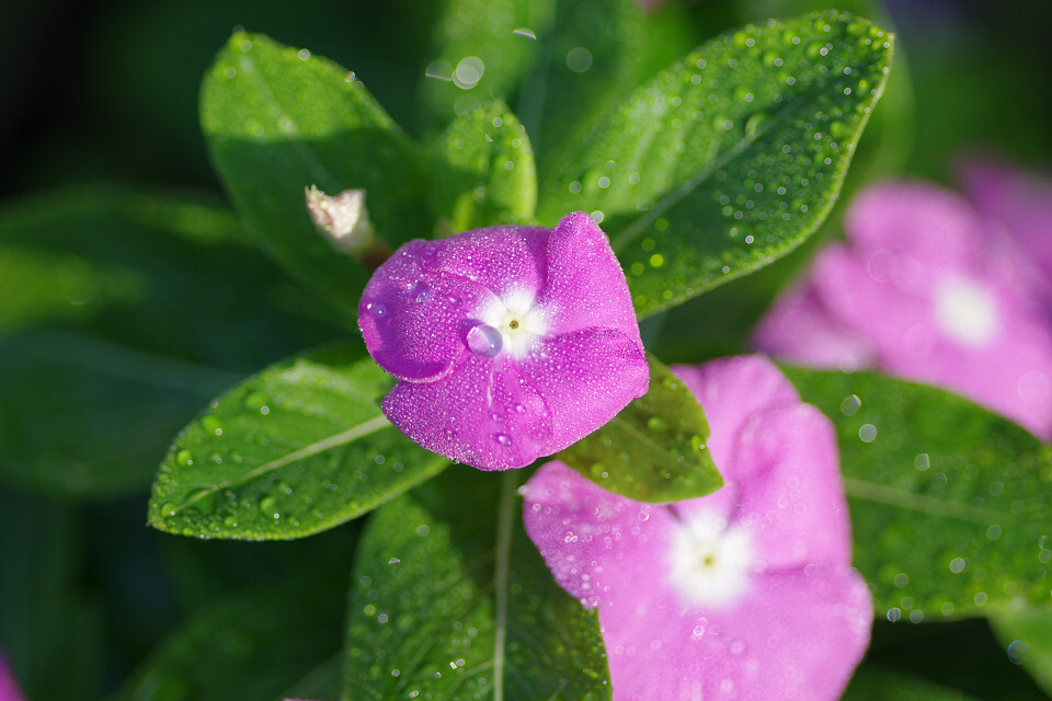 花壇のお花
