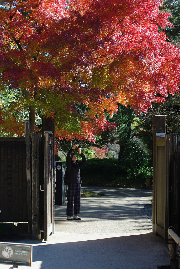 見上げる紅葉