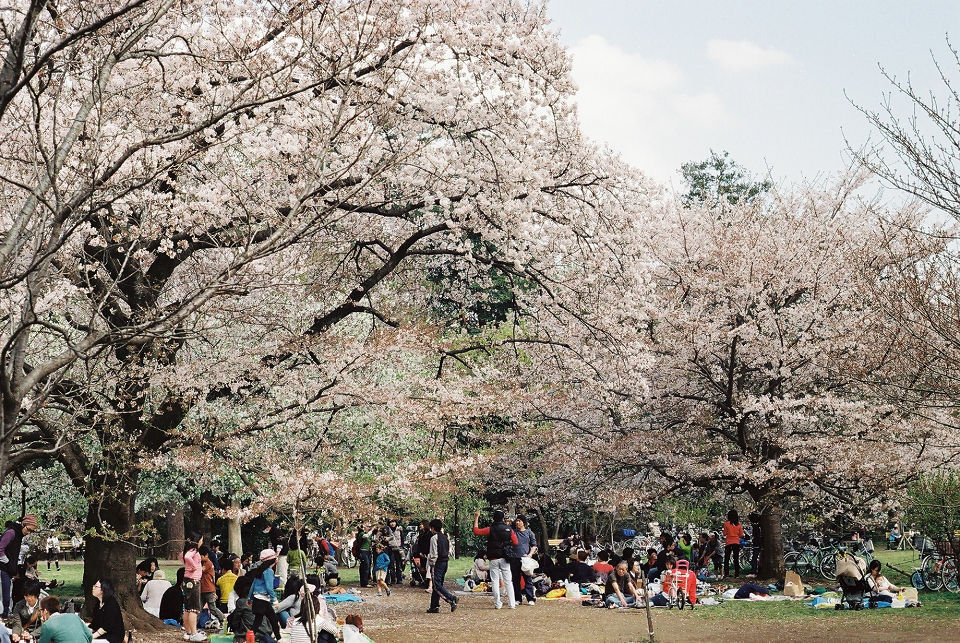 10年前の撮った桜3　 (ﾌｨﾙﾑ）