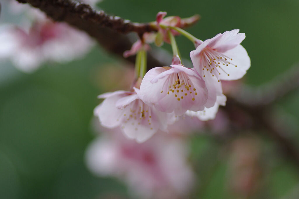 寒桜2
