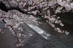 恩田川の桜