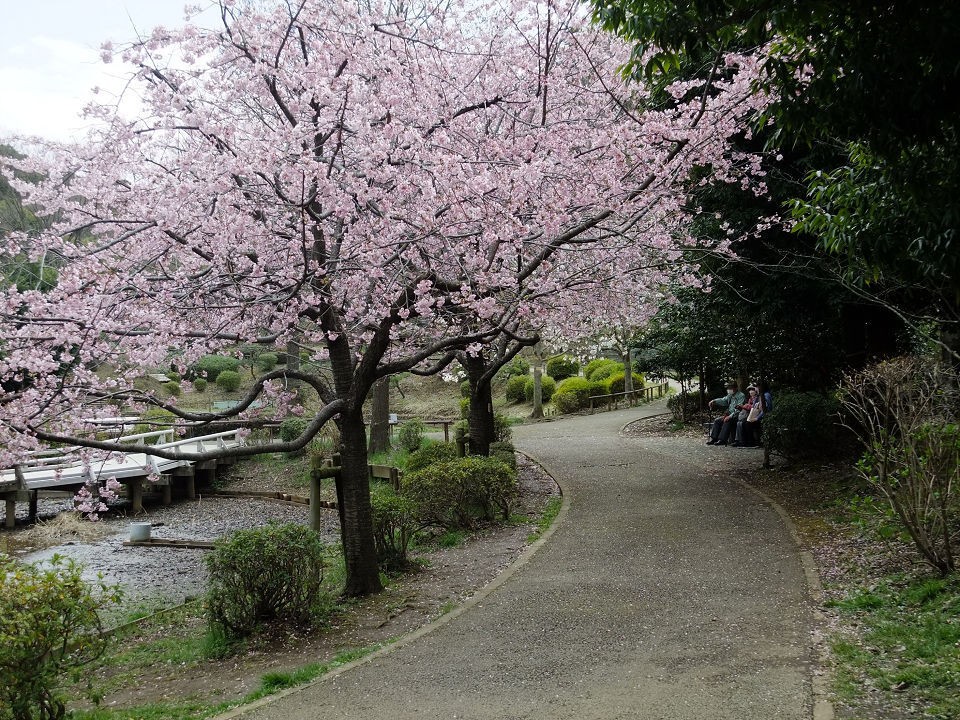桜の道