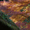 紅葉と屋根