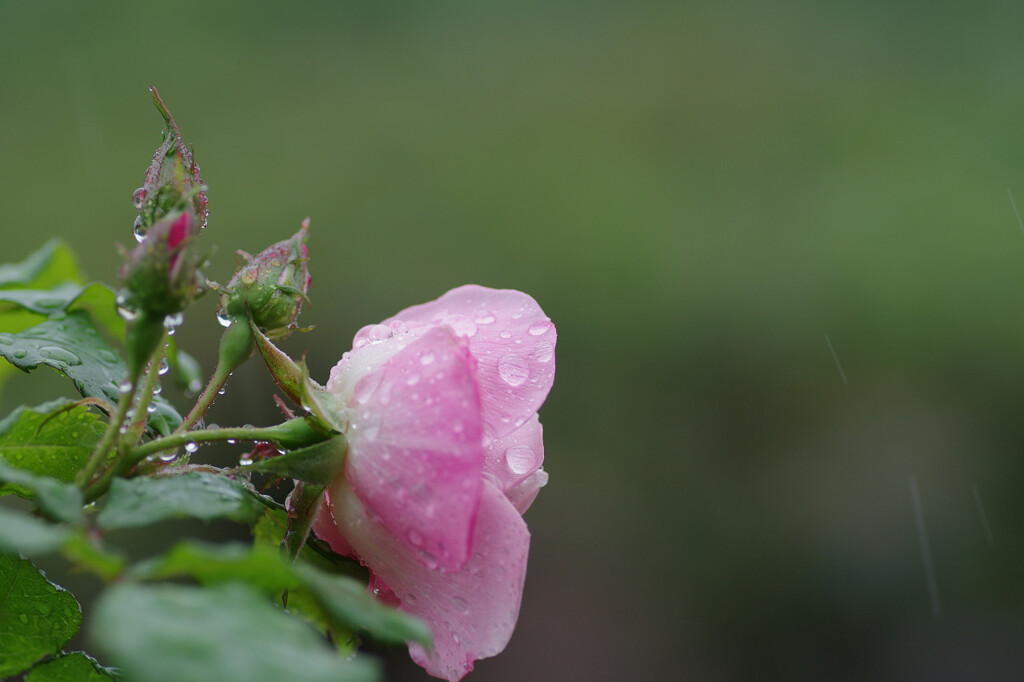 雨の春バラ2