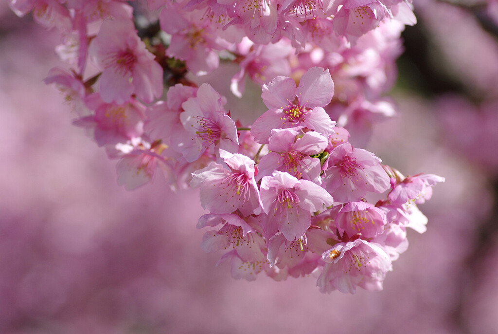 河津桜2