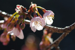 早咲きの桜
