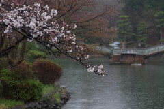雨の公園