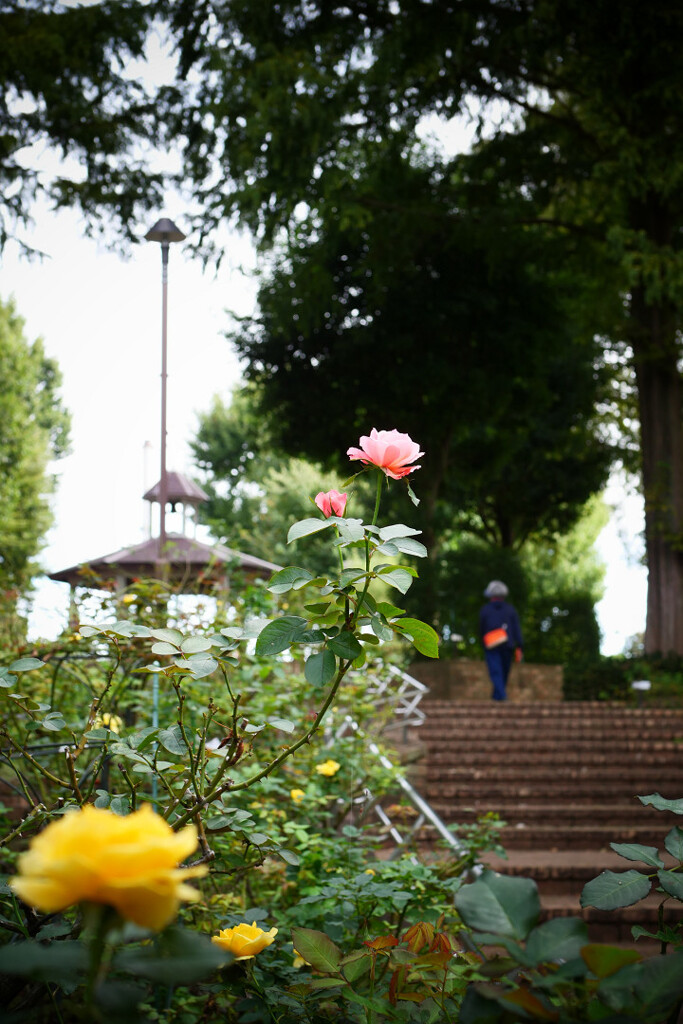 秋バラ咲く公園
