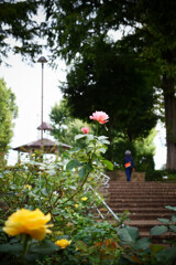 秋バラ咲く公園