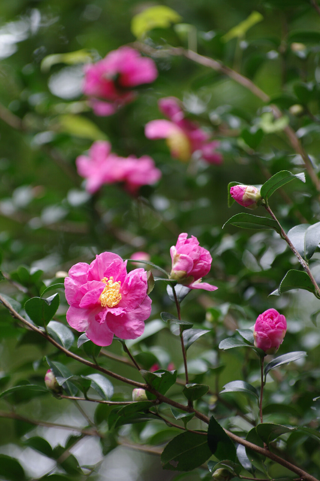 晩秋の花