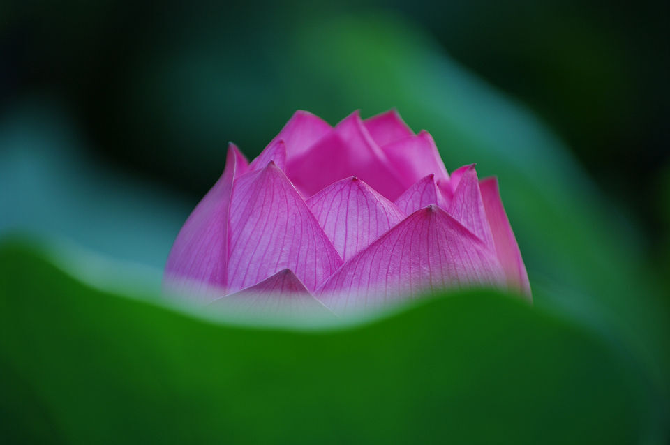 オハヨー