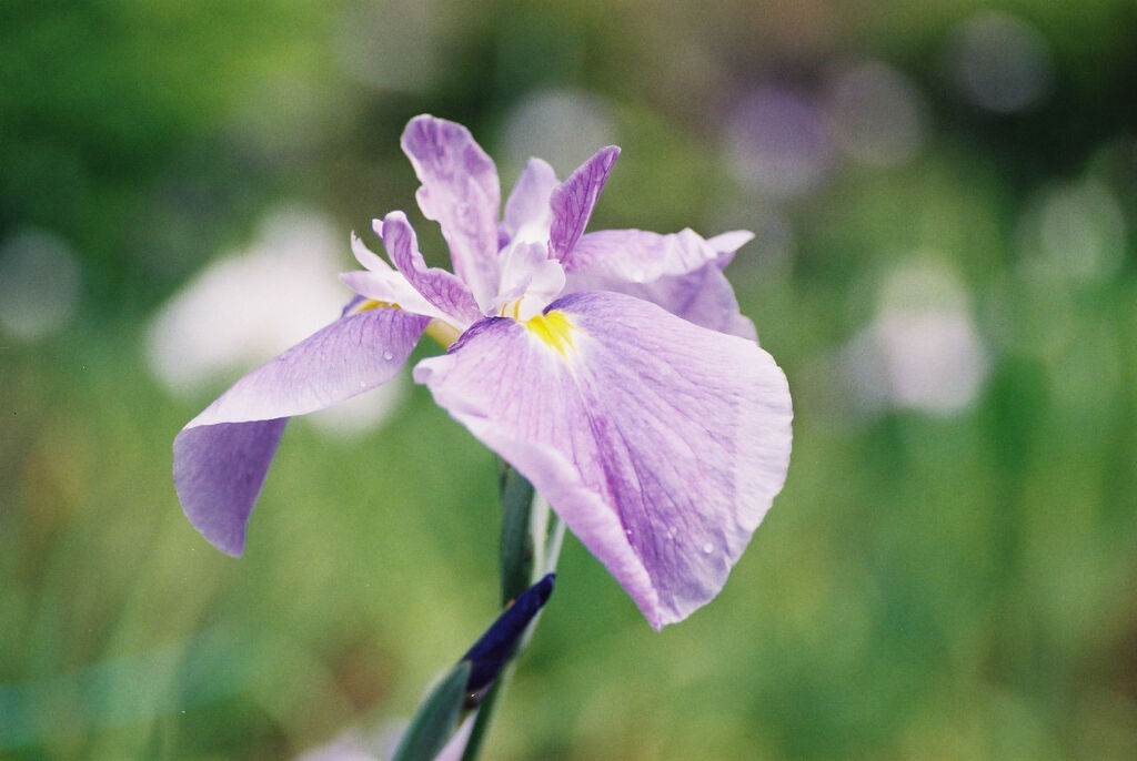 花菖蒲 (ﾌｨﾙﾑ）