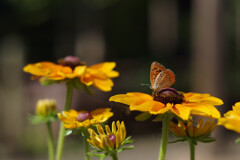 ルドベキアと蝶