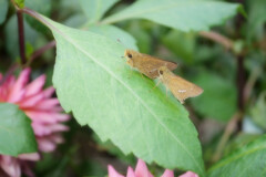 一歩下がって奥ゆかしい 一歩下がって奥ゆかしい