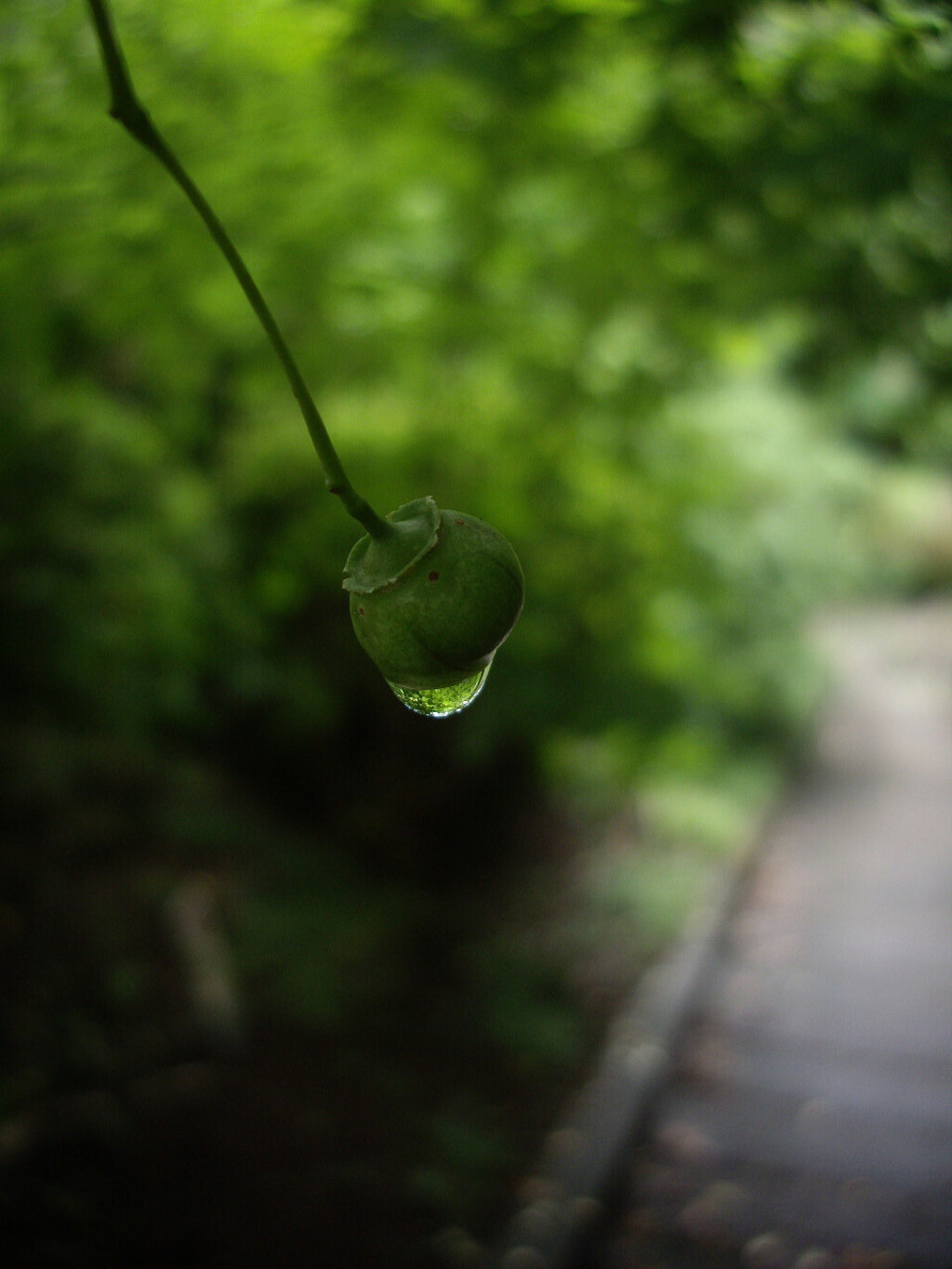 ひと雫　