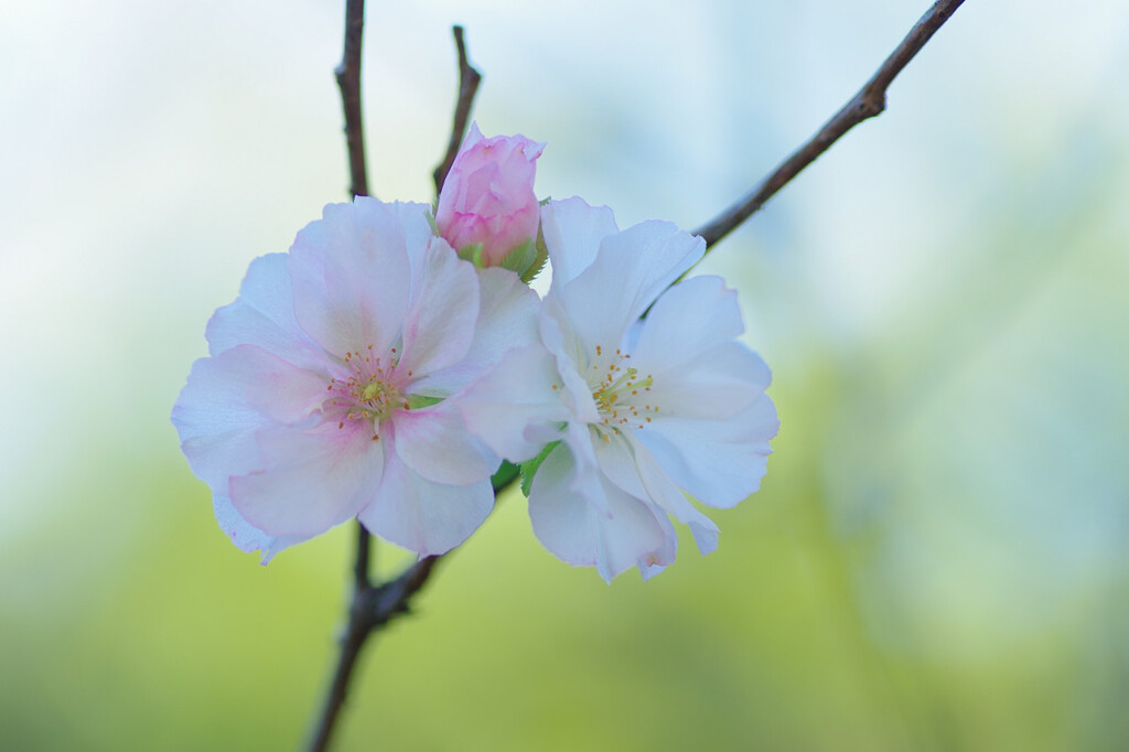 九月桜