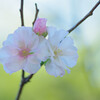 九月桜
