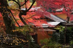 赤がきれいだったから