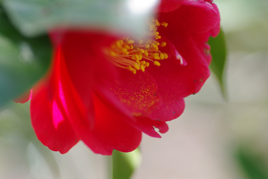花ふん