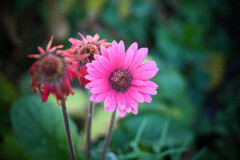 精いっぱい咲いた