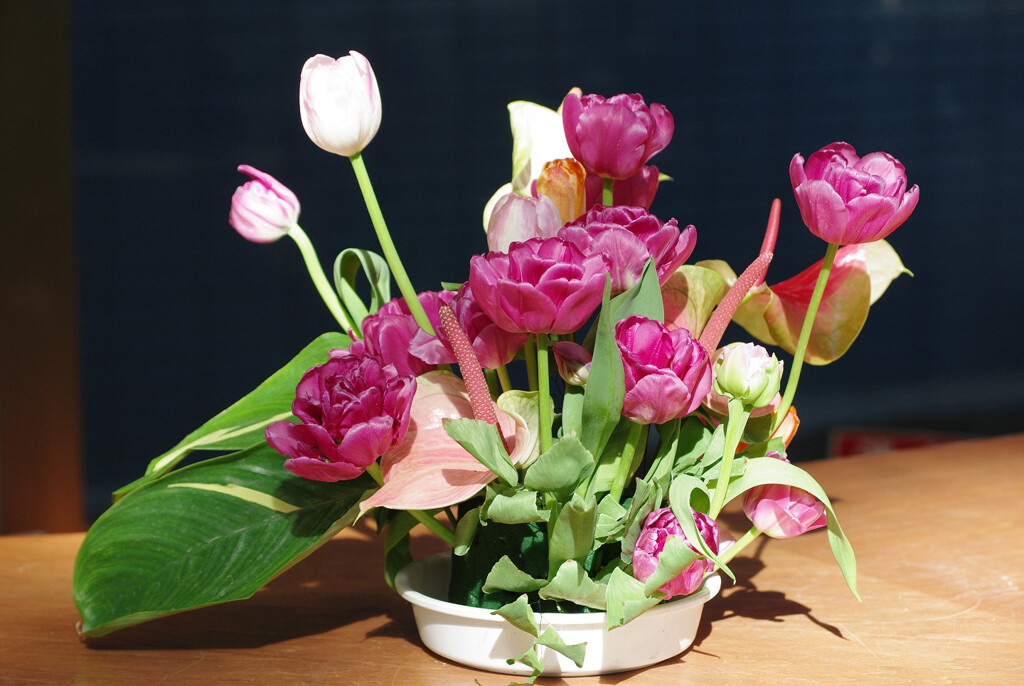 屋内チューリップ