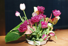 屋内チューリップ