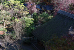 初冬の薬師池公園