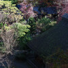 初冬の薬師池公園