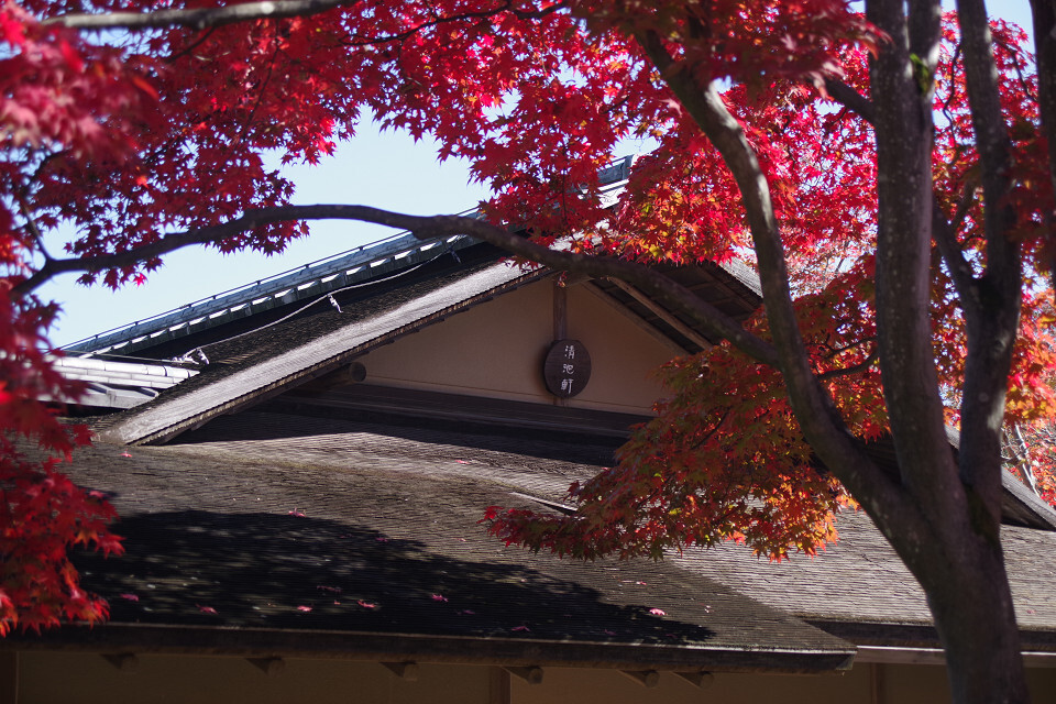 紅葉