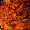 DSC02541