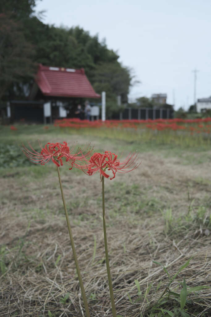 寄り添う