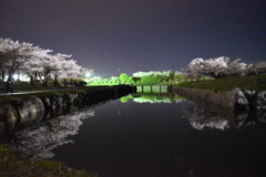 函館　五稜郭　桜