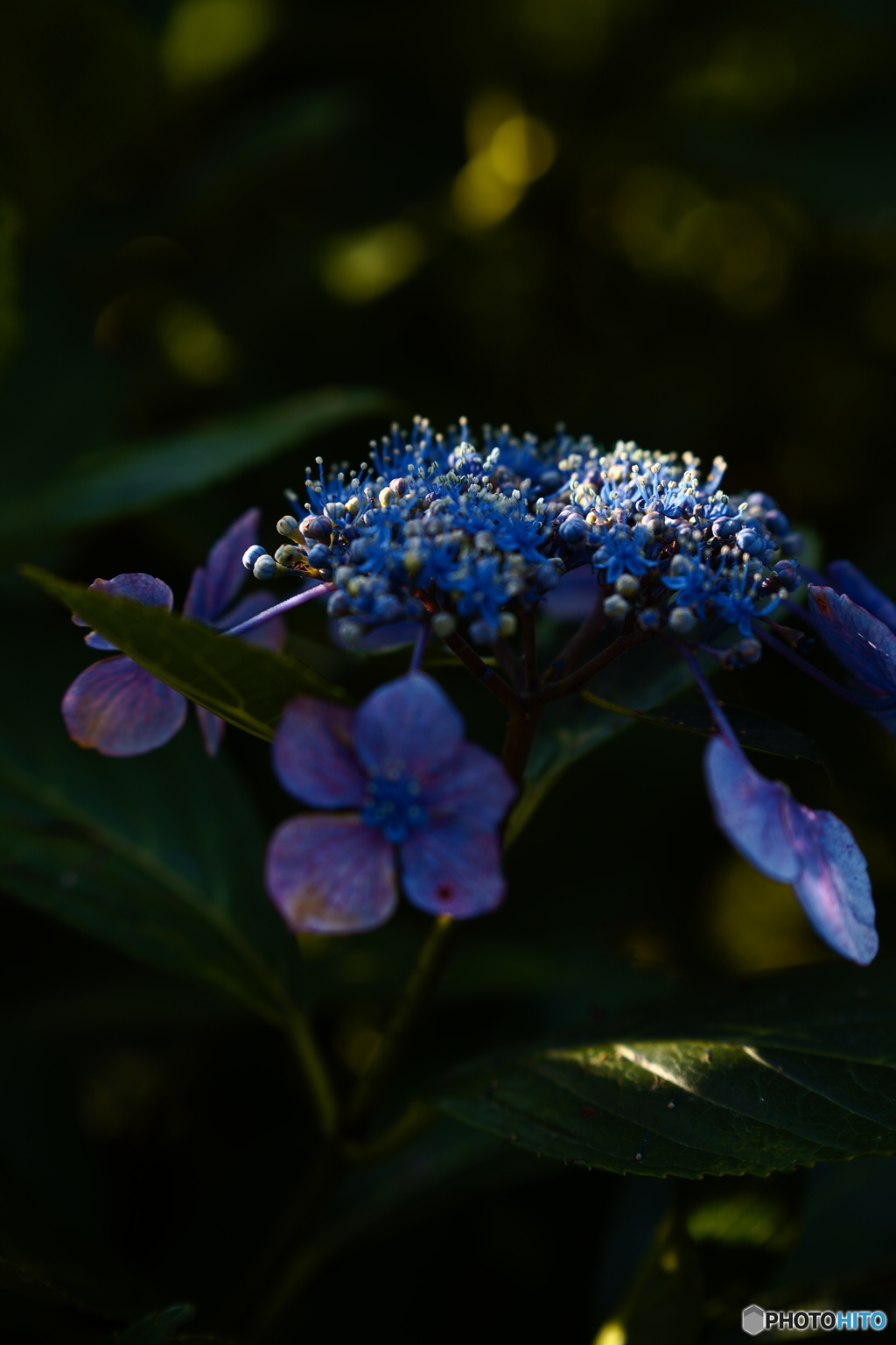 紫陽花好きです