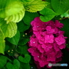 紫陽花