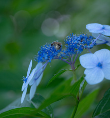 紫陽花とミツバチ