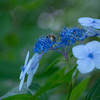 紫陽花とミツバチ