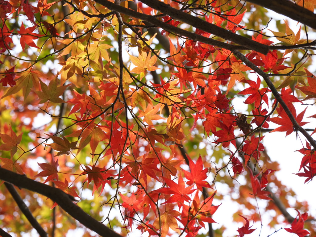 紅葉の始まり