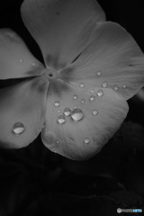 雨上がり