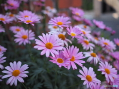 玄関先の花
