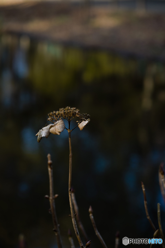 冬の紫陽花