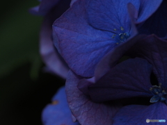 紫陽花