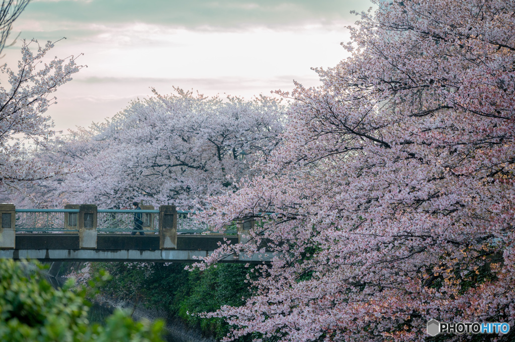 今年の桜も終わりかな