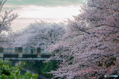 今年の桜も終わりかな