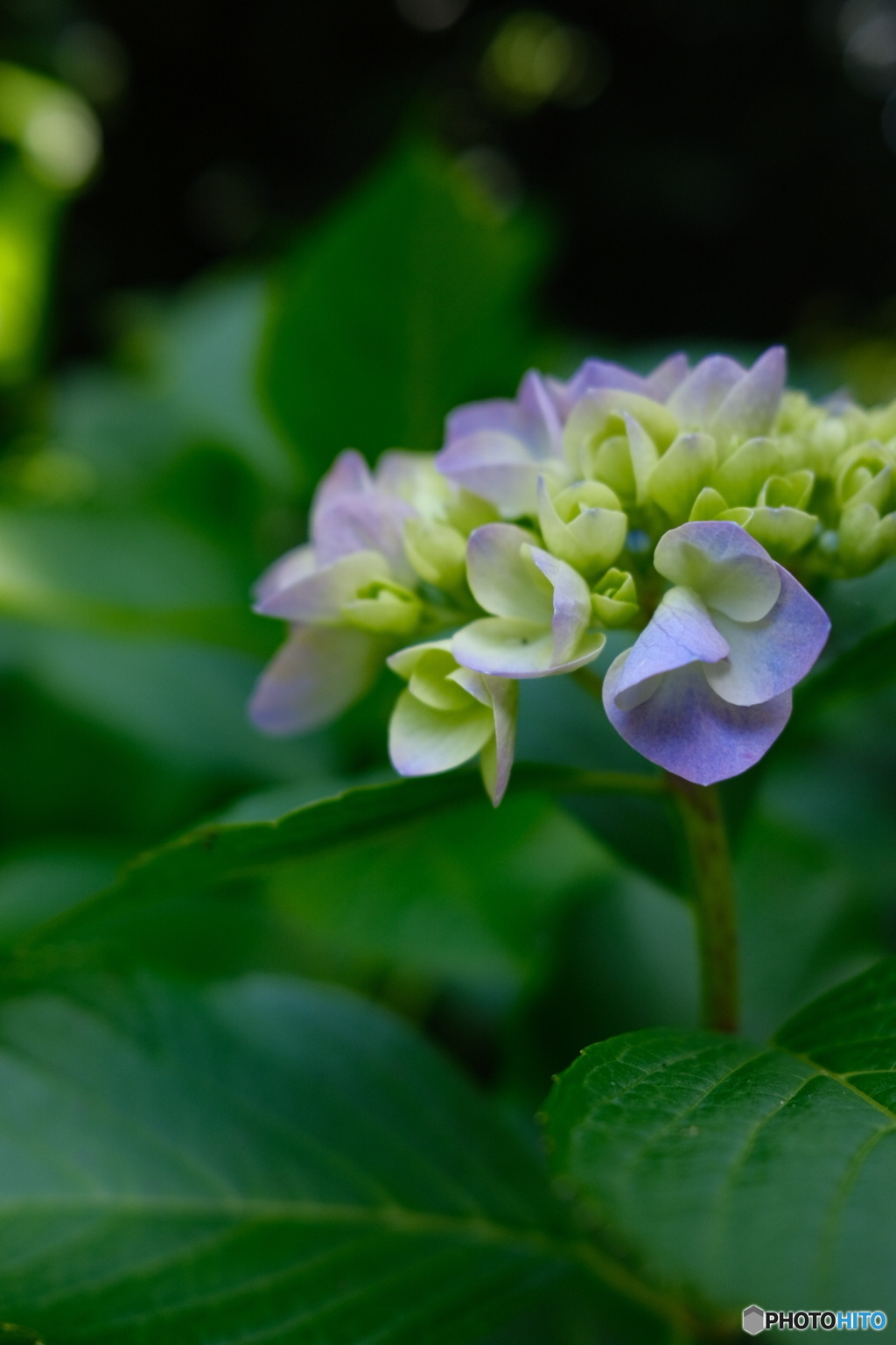紫陽花